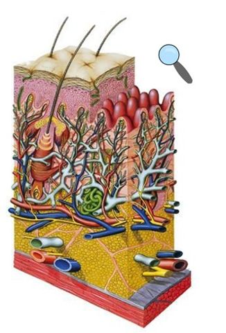 Module 1 : Skin Structure and Blood Composition Module 1 : Skin Structure and Blood Composition