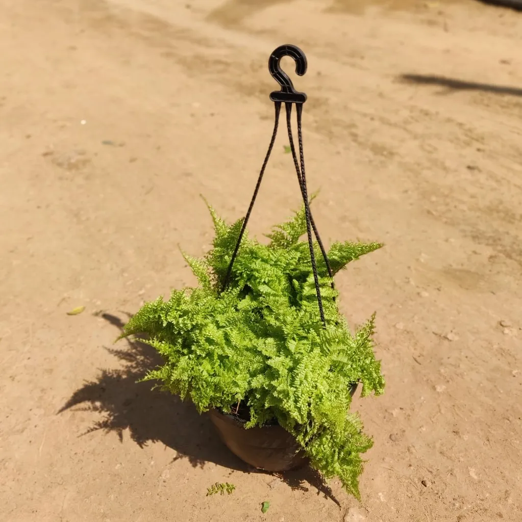 Buy Golden Fern Basket in 7 Inch Hanging Basket Online | Urvann.com Golden Fern Basket in 7 Inch Hanging Basket
