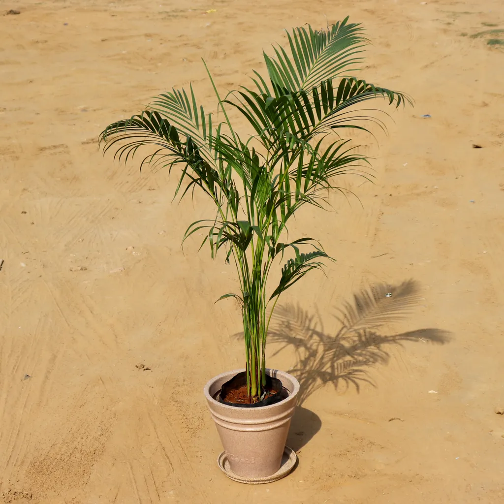 Buy Areca Palm in 12 Inch High Quality Grooved Beige Polymer Planter with Tray Online | Urvann.com Areca Palm in 12 Inch High Quality Grooved Beige Polymer Planter with Tray