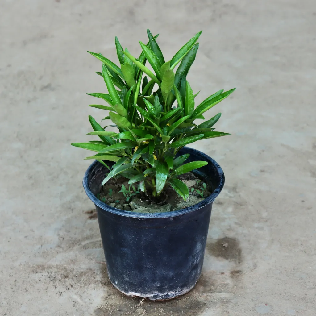 Buy Sukhshanti in 6 Inch Plastic Pot Online | Urvann.com Sukhshanti in 6 Inch Plastic Pot