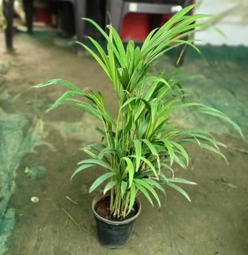 Buy Dwarf Areca Palm in 6 Inch Plastic Pot on Urvann.com Dwarf Areca Palm in 8 Inch Nursery Pot