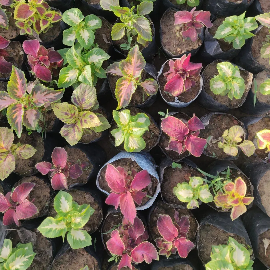 Buy Coleus (Assorted Color) In 4 Inch Nursery Bag Online | Urvann.com Coleus (Assorted Color) In 4 Inch Nursery Bag