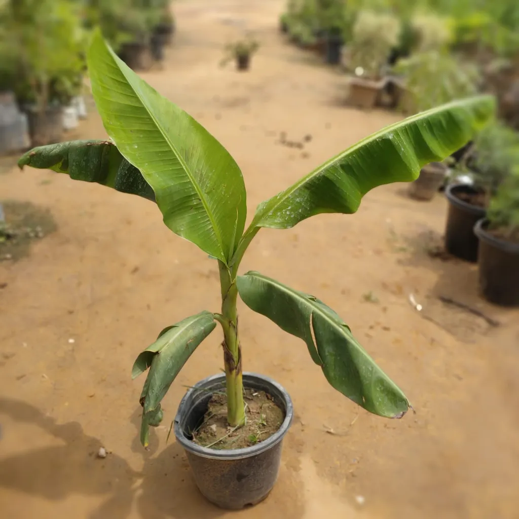 Buy Banana Plant in 8 Inch Plastic Pot Online | Urvann.com Banana Plant in 8 Inch Plastic Pot