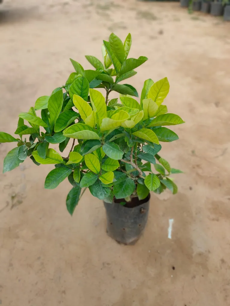 Buy Gardenia Gandhraaj in 9 Inch Nursery Bag Online | Urvann.com Gardenia Gandhraaj (any colour) in 9 Inch Nursery Bag