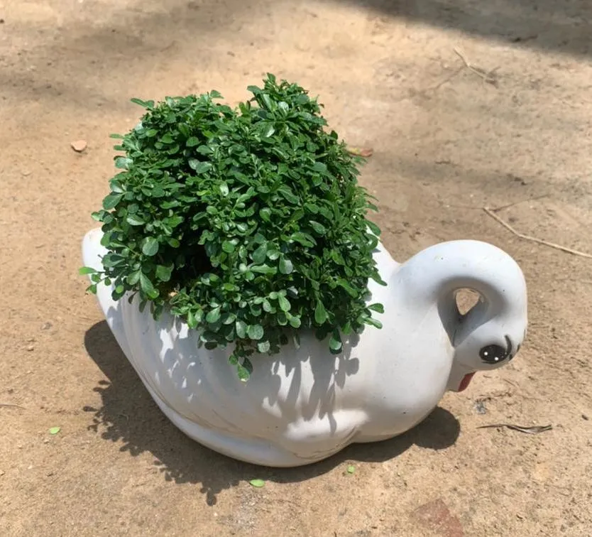 Buy Table Kamini in 5x7 Inch White Ceramic Duck Planter Online | Urvann.com Table Kamini in 5x7 Inch White Ceramic Duck Planter