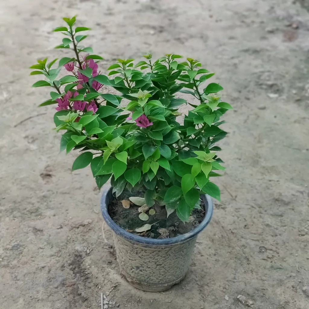 Buy Bougainvillea Torch Glory in 8 Inch Plastic Pot Online | Urvann.com Bougainvillea Torch Glory (any colour) in 8 Inch Plastic Pot