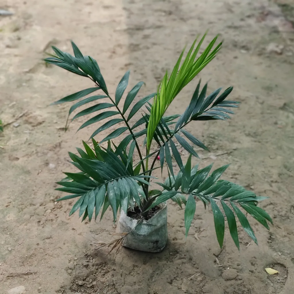 Buy Chamaedorea Palm in 5 Inch Nursery Bag Online | Urvann.com Chamaedorea Palm in 5 Inch Nursery Bag