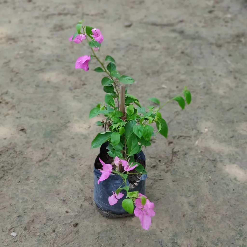 Buy Bougainvillea Pink in 8 Inch Nursery Bag Online | Urvann.com Bougainvillea Pink in 8 Inch Nursery Bag