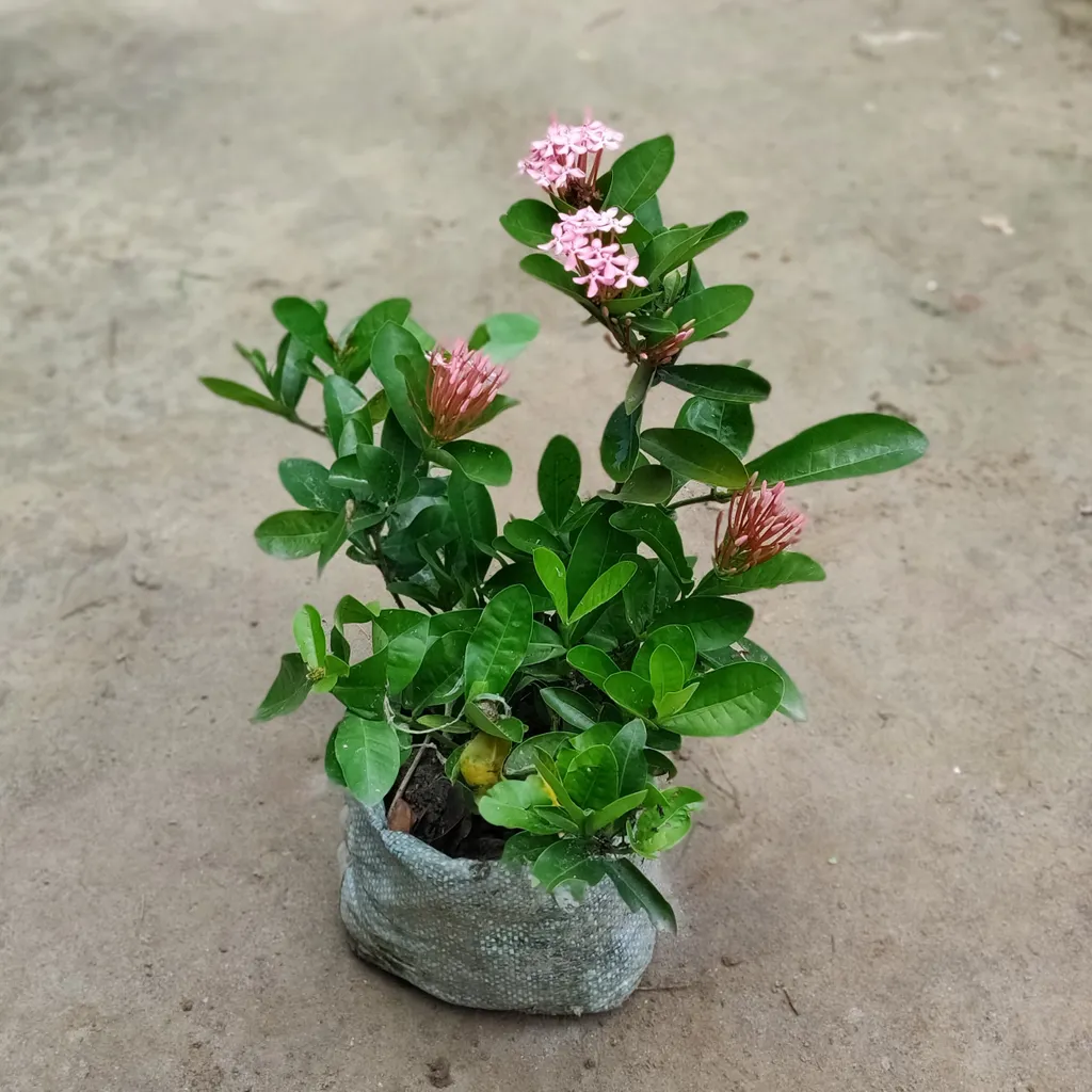 Buy Ixora Pink in 7 Inch Nursery Bag Online | Urvann.com Ixora Pink in 7 Inch Nursery Bag