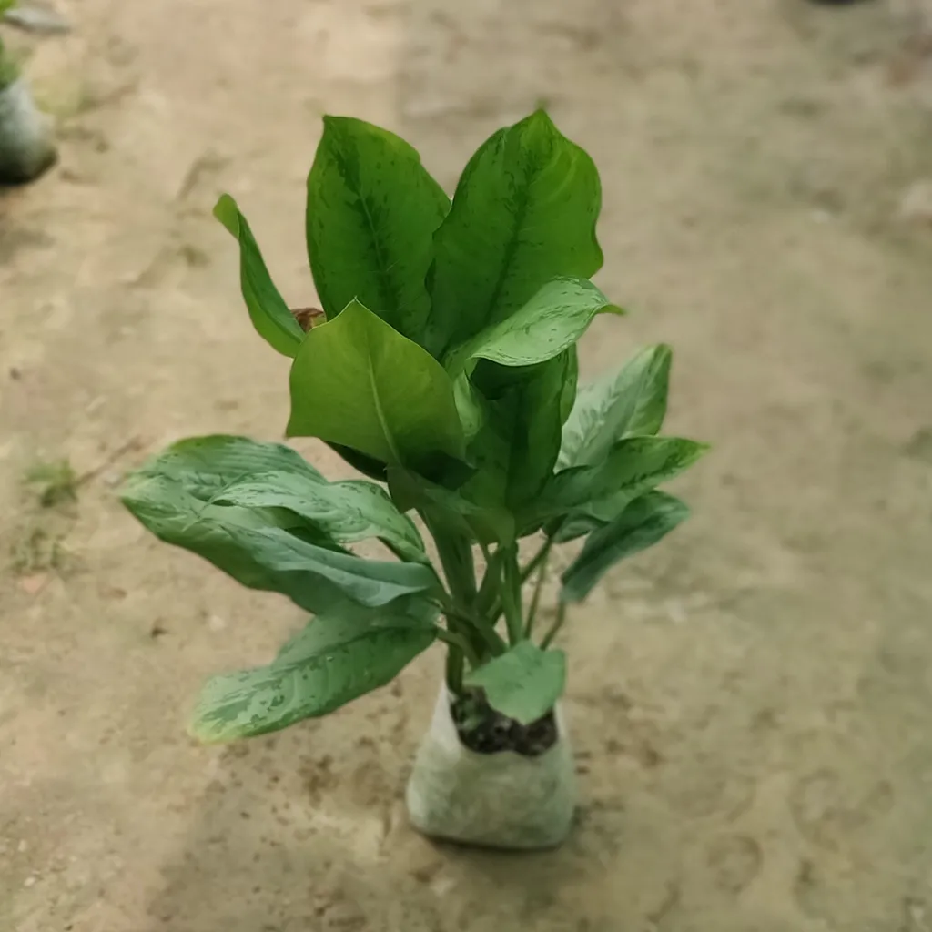 Buy Aglaonema Philippica in 8 Inch Nursery Bag Online | Urvann.com Aglaonema Philippica in 8 Inch Nursery Bag