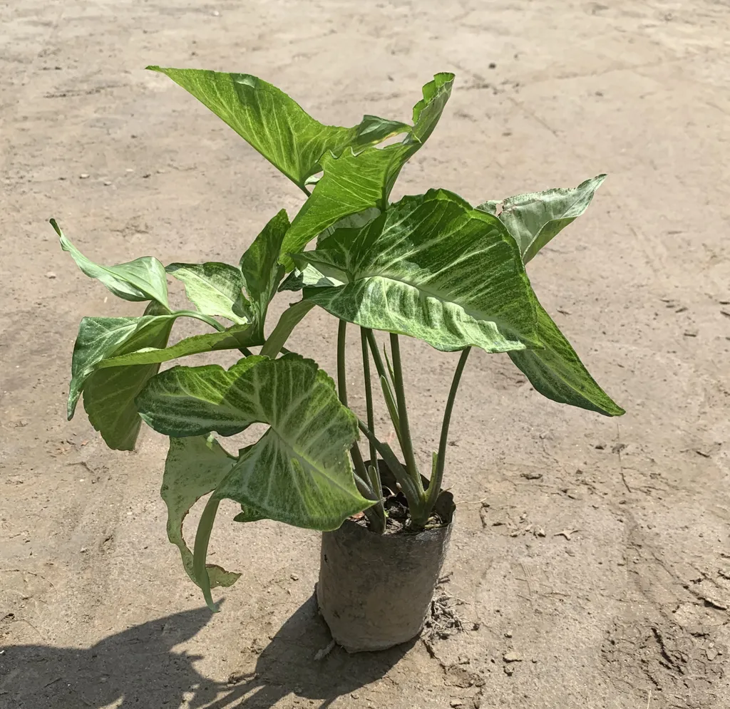 Buy Syngonium in 2 Inch Nursery Bag Online | Urvann.com Syngonium in 2 Inch Nursery Bag