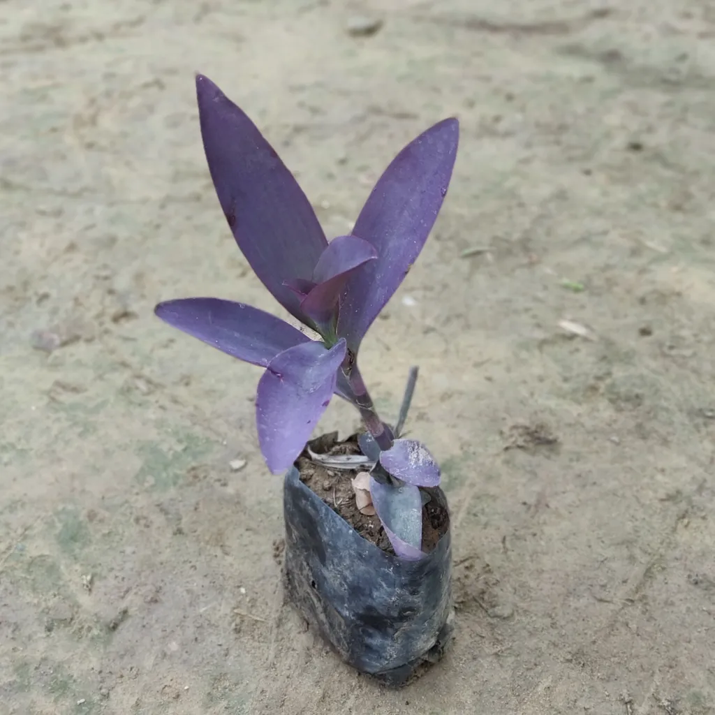 Buy Purple Heart in 4 inch Nursery Bag Online | Urvann.com Purple Heart in 4 inch Nursery Bag