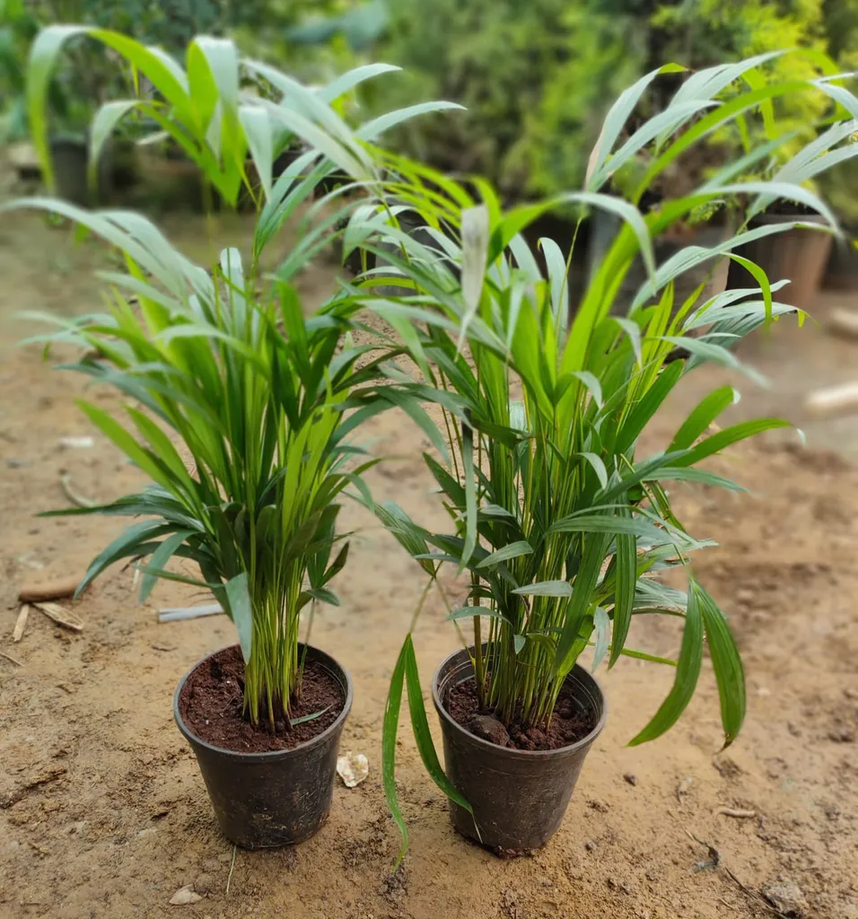 Buy Set of 2 Areca Palm Dwarf in 6 inch Plastic Pot Online | Urvann.com Set of 2 Areca Palm Dwarf in 6 inch Plastic Pot