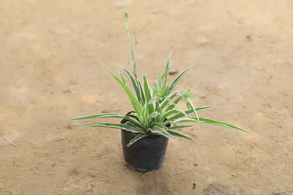 Buy Spider Plant in 4 Inch Nursery Bag Online | Urvann.com Spider Plant in 4 Inch Nursery Bag