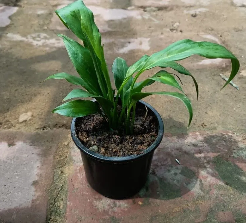 Buy Spathyphyllum peace lily in 3 Inch Pot Online | Urvann.com Spathyphyllum peace lily (any colour) in 3 Inch Pot