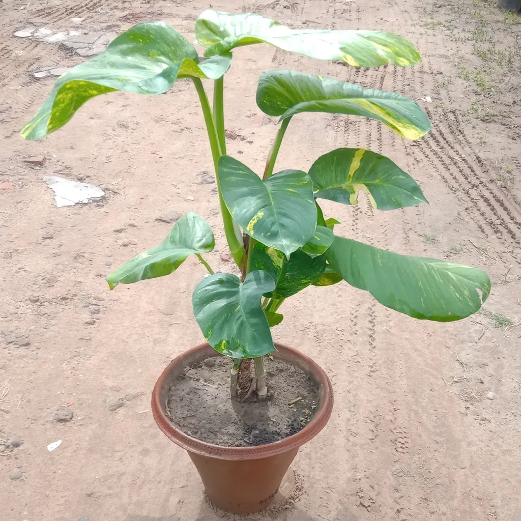 Buy Money Plant in 5 Inch Terracotta Pot Online | Urvann.com Money Plant in 5 Inch Terracotta Pot