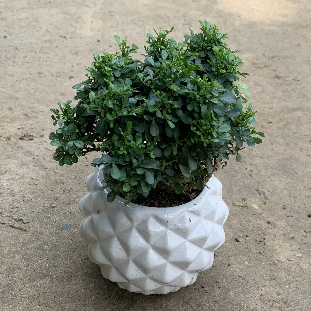 Buy Table Kamini in 4 Inch Diamond Ceramic Pot Online | Urvann.com Table Kamini (any colour) in 4 Inch Diamond Ceramic Pot