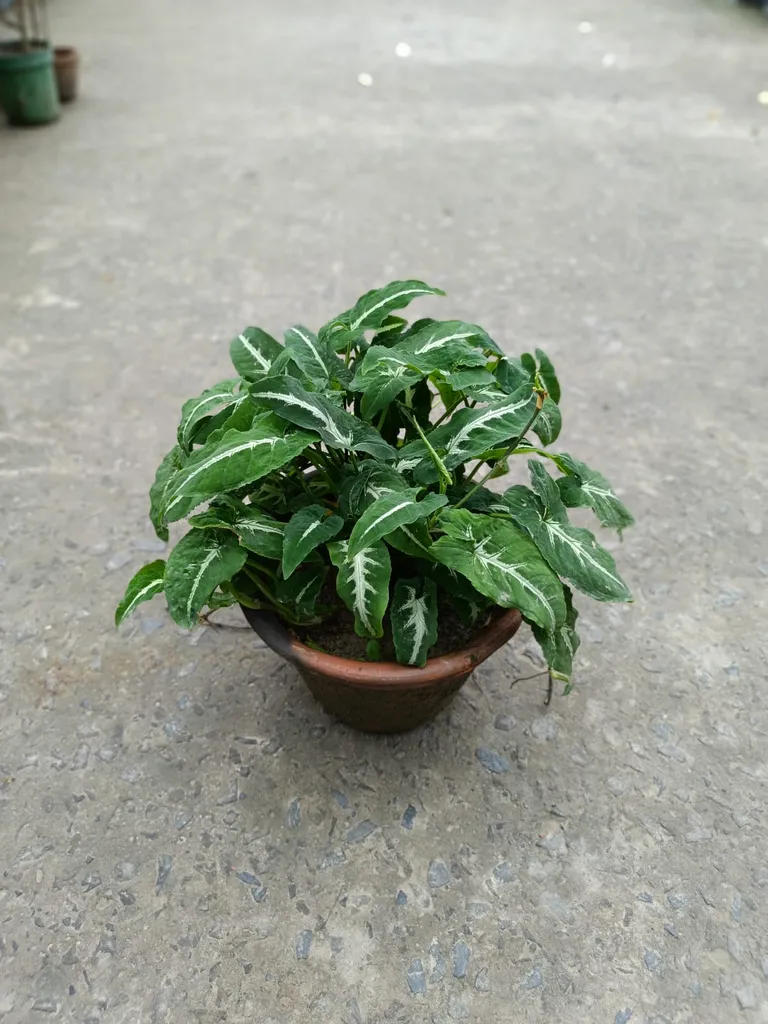 Buy Syngonium Wendelandii in 5 Inch Clay Pot Online | Urvann.com Syngonium Wendelandii in 5 Inch Clay Pot