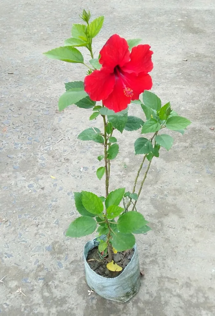 Hibiscus (any colour) in 5 Inch Nursery Bag Hibiscus (any colour) in 5 Inch Nursery Bag