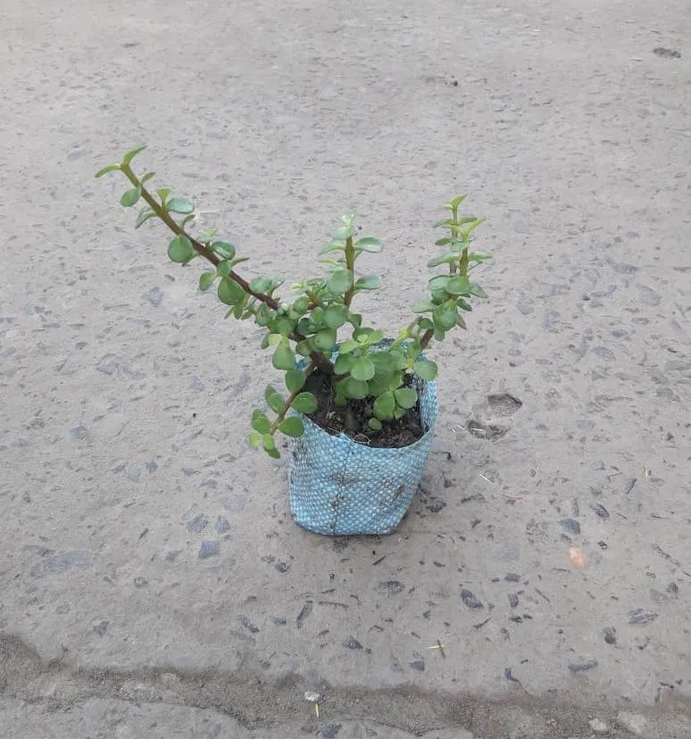Buy Jade Plant in 4 Inch Nursery Bag Online | Urvann.com Jade Plant in 4 Inch Nursery Bag