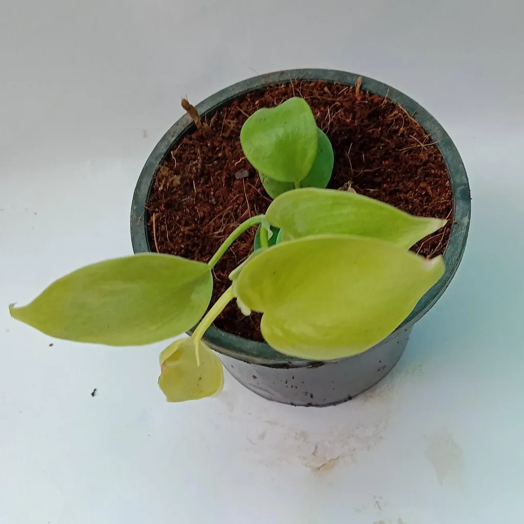 Buy Philodendron Oxycardium Golden in 4 Inch Plastic Pot Online | Urvann.com Philodendron Oxycardium Golden in 4 Inch Plastic Pot