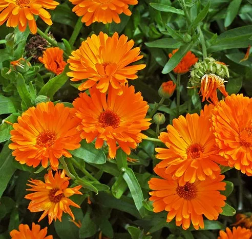 Calendula Orange Seeds - Excellent Germination Calendula Orange Seeds - Excellent Germination