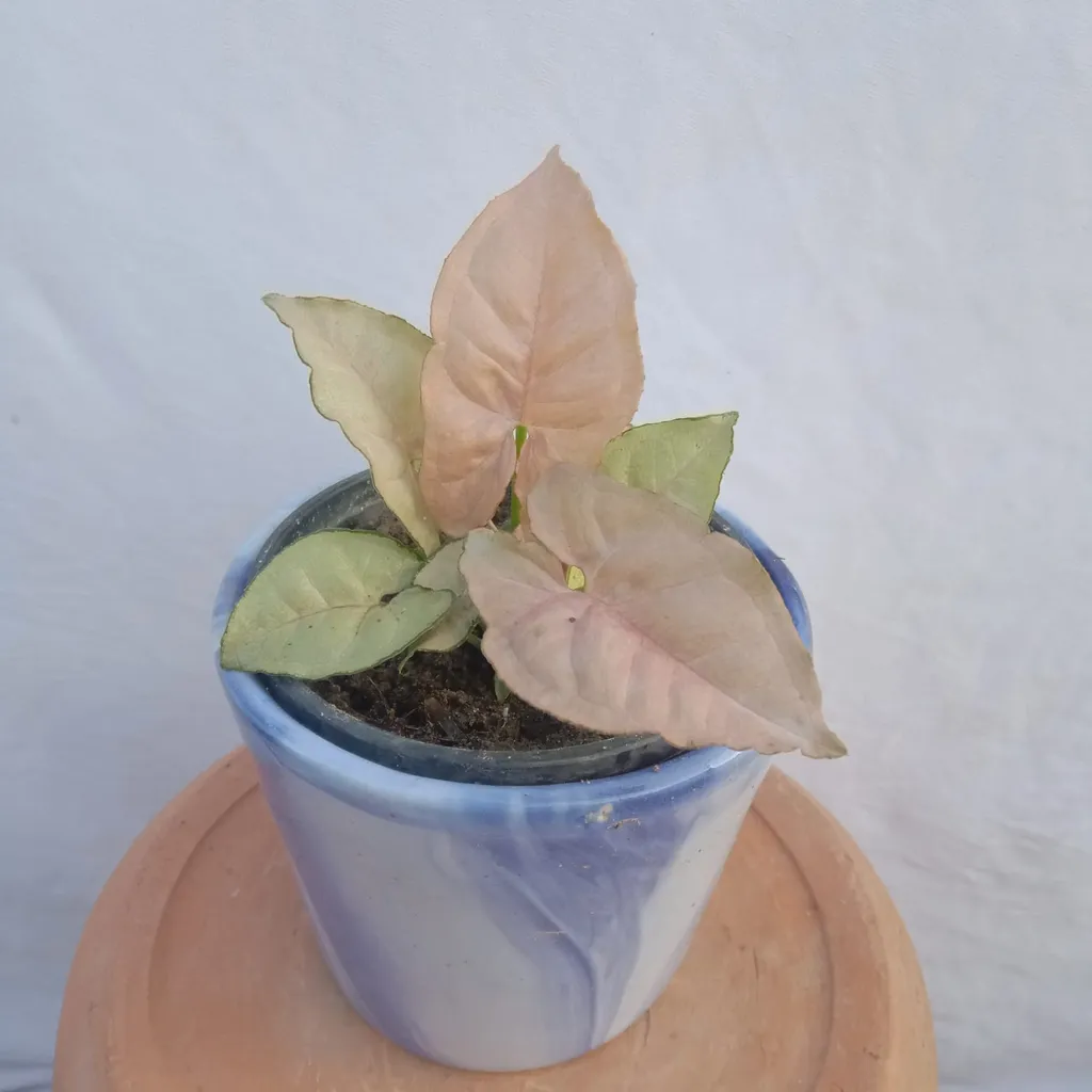 Syngonium in 4 Inch Ceramic Pot Syngonium in 4 Inch Ceramic Pot