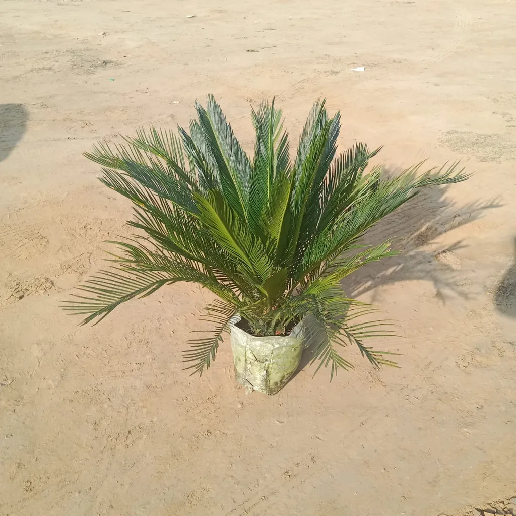 Buy Cycas Palm in 12 Inch Nursery Bag Online | Urvann.com Cycas Palm in 12 Inch Nursery Bag