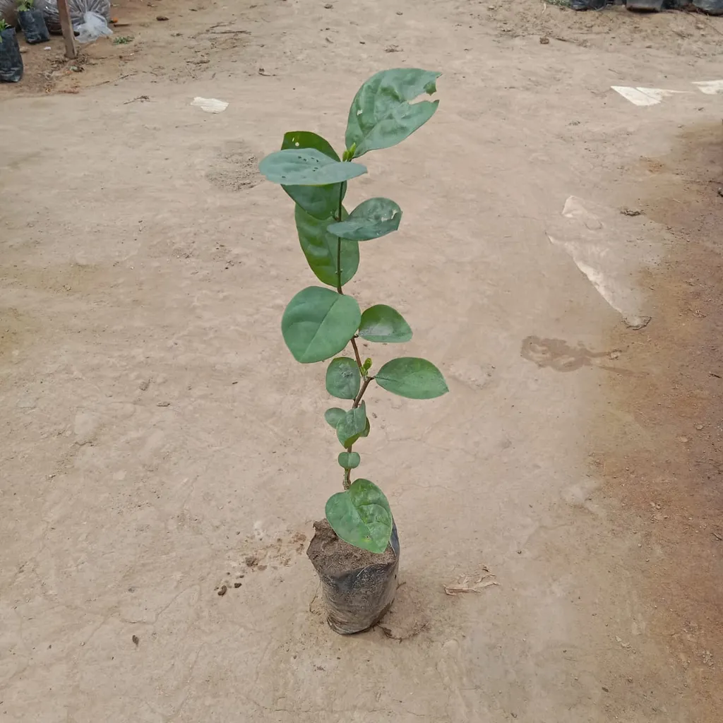 Buy Mogra / Motiya Sapling In 4 Inch Nursery Bag Online | Urvann.com Mogra / Motiya Sapling In 4 Inch Nursery Bag