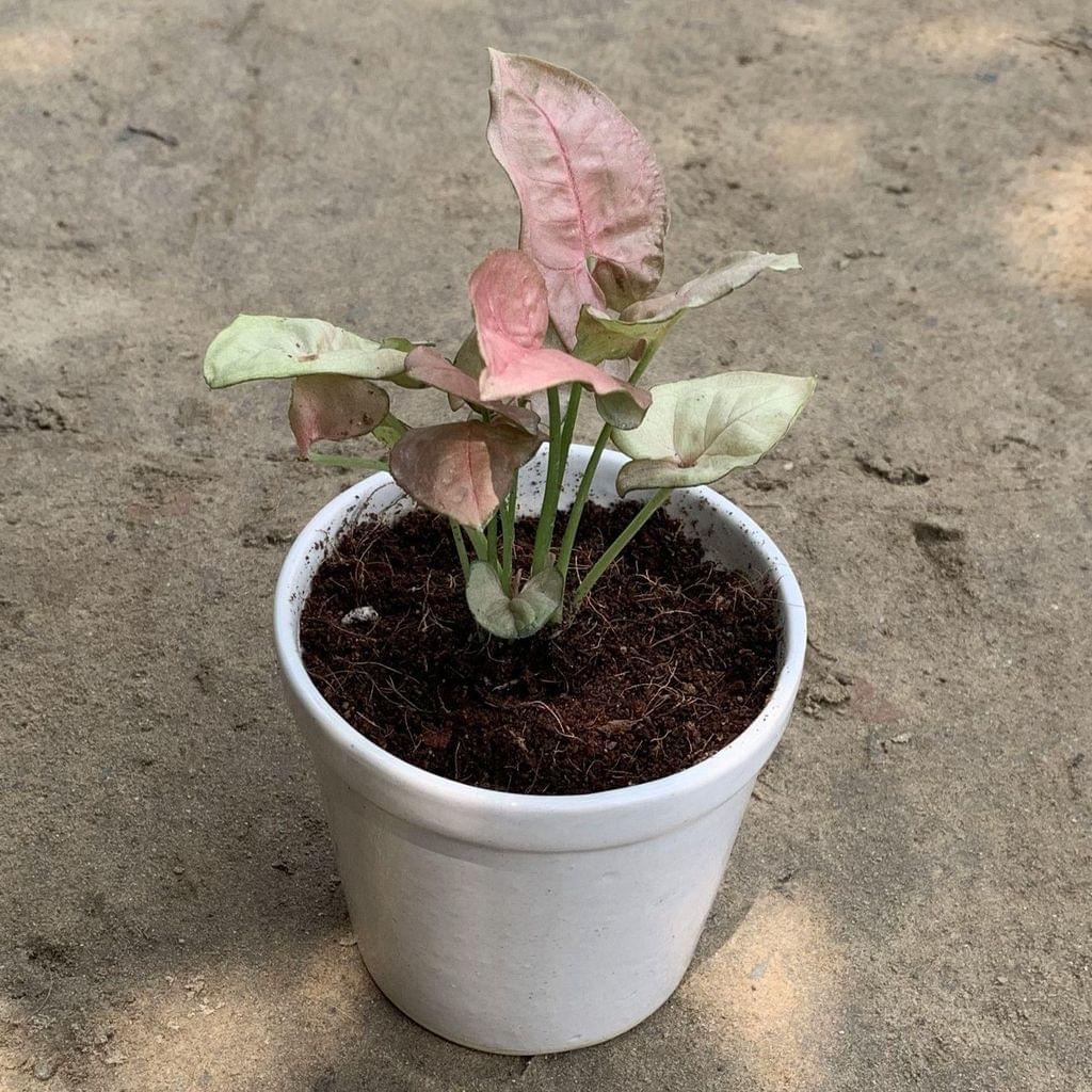 Buy Pink Syngonium in 4 Inch Plain White Glass Ceramic Pot Online | Urvann.com Pink Syngonium in 4 Inch Plain White Glass Ceramic Pot