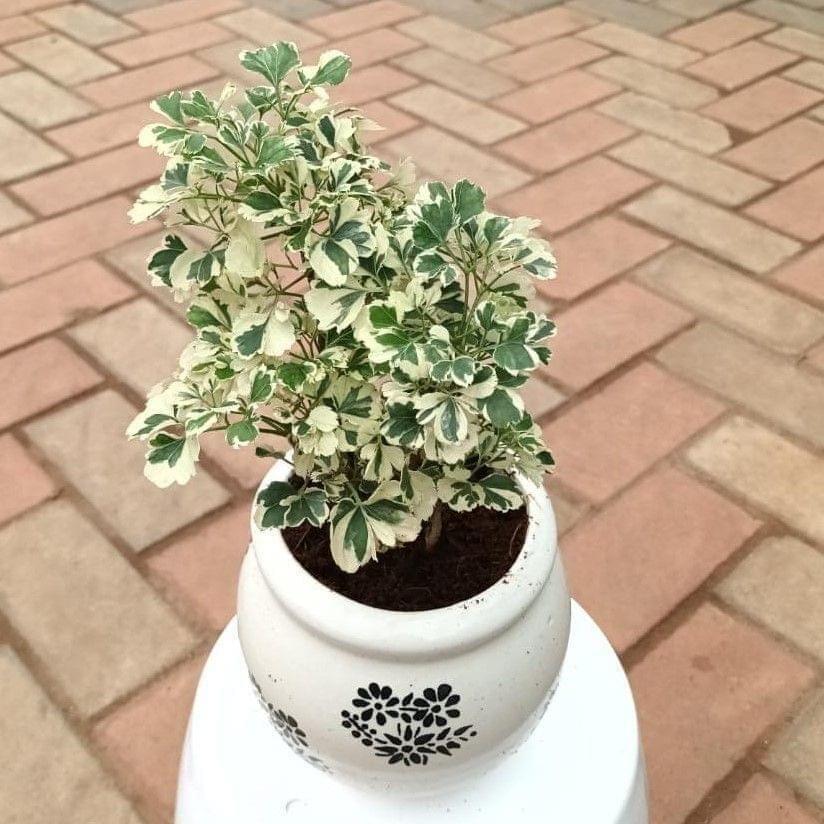 Buy Aralia White in 6 Inch Ceramic Balti Planter (any design) Online | Urvann.com Aralia White in 6 Inch Ceramic Balti Planter (any design)