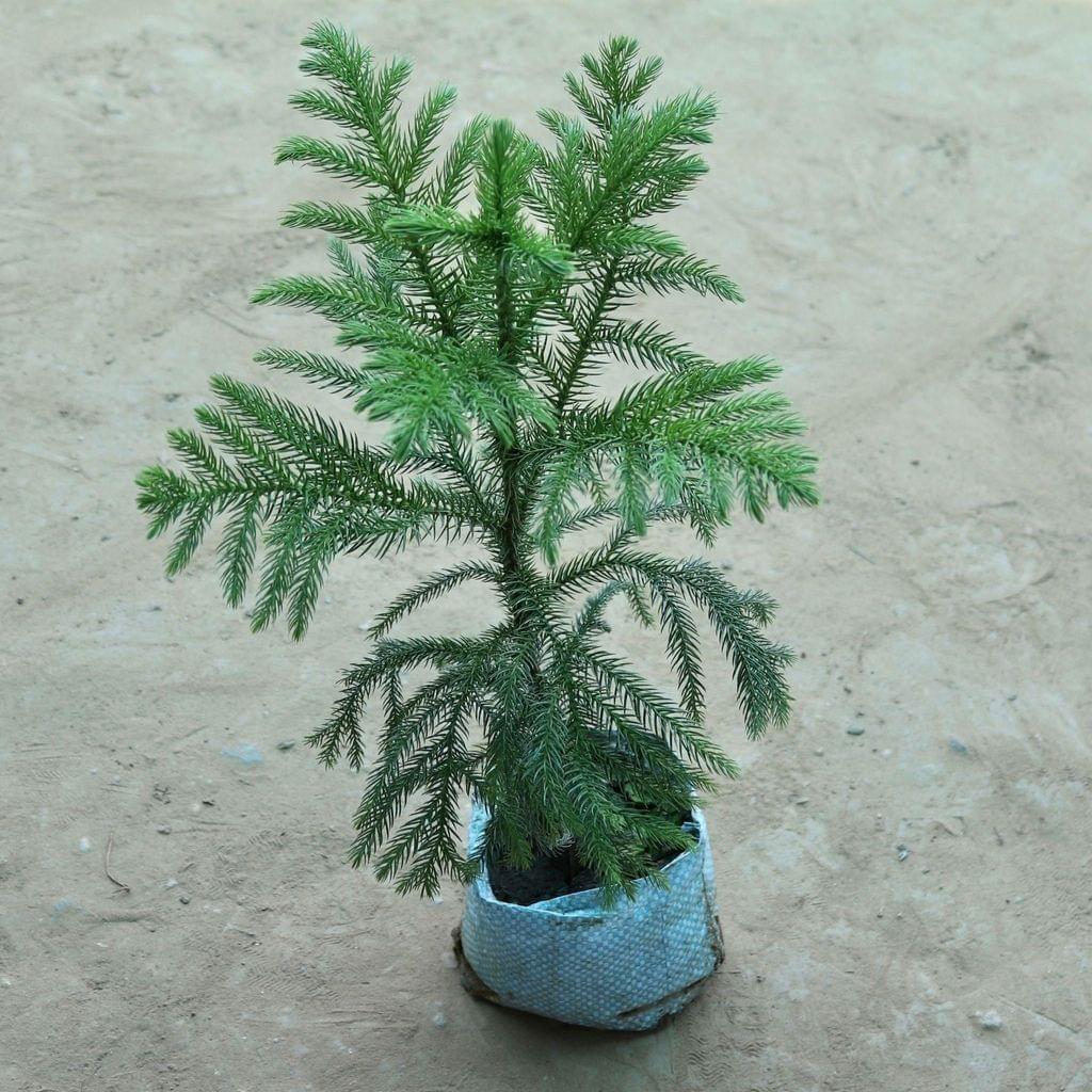 Buy Araucaria (~1 foot) in 4 Inch Nursery Bag Online | Urvann.com Araucaria / Christmas Tree (~1 foot) in 4 Inch Nursery Bag