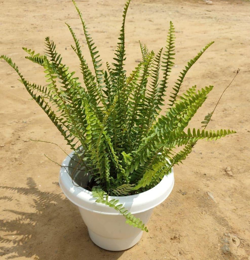 Buy Fern in 10 Inch White Classy Plastic Pot Online | Urvann.com Fern in 10 Inch White Classy Plastic Pot