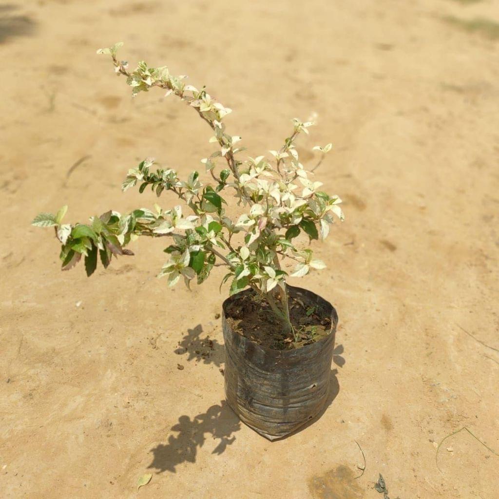 Buy Variegated Hibiscus in 7 Inch Nursery Bag Online | Urvann.com Variegated Hibiscus (any colour) in 7 Inch Nursery Bag