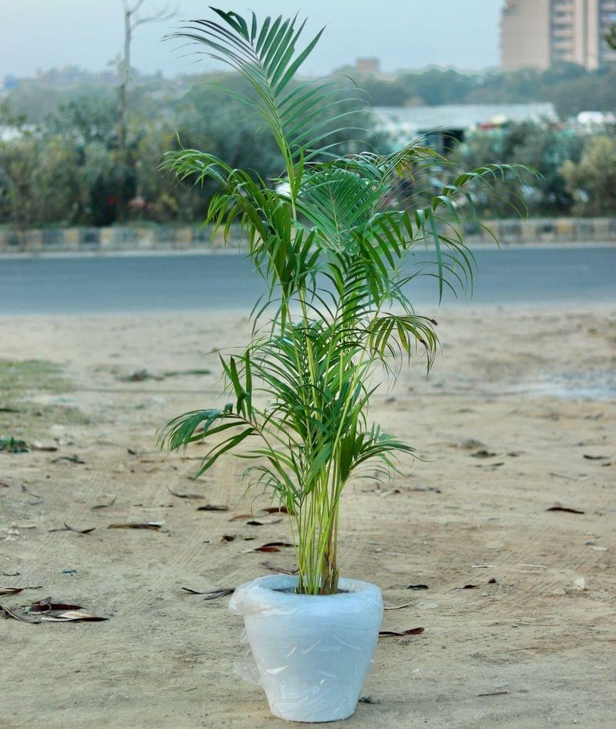 Buy Large Areca Palm- 13 Inch Fiberglass Pot Online | Urvann.com Large Areca Palm- 13 Inch Fiberglass Pot
