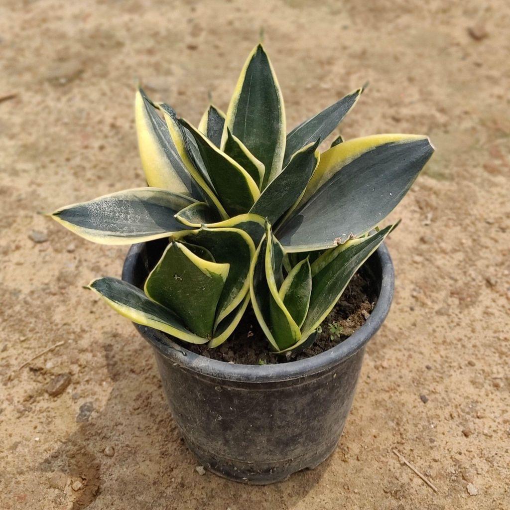 Buy Snake Plant Dwarf in 6 Inch Plastic Pot Online | Urvann.com Snake Plant Dwarf in 6 Inch Nursery Pot