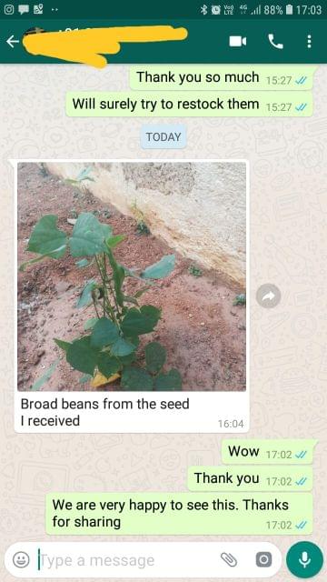 Broad beans from the seeds... I received.  - Reviewed on 17-Feb-2019