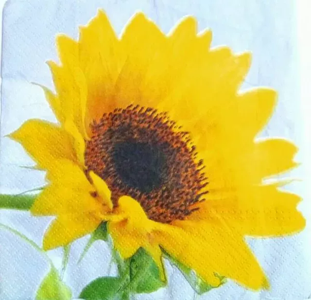 Decoupage Napkin / Tissue papers - 33cm by 33cm - sunflower