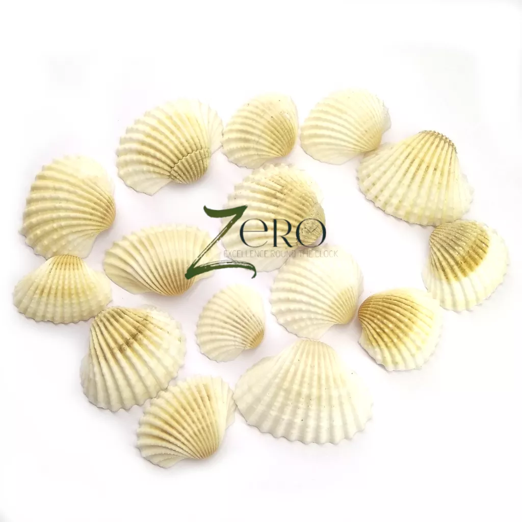 Brand Zero - OffWhite Big Curved Scallops Seashells - 50 Gms