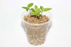 ARTium-  Vermiculite
