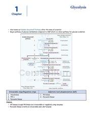 Biochemistry Cerebellum Notes