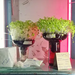 Self Watering Microgreens Planter - SWP