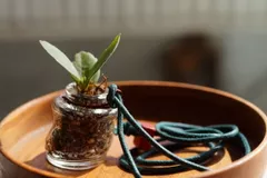 Wonky Bottle Locket - Planter  with Plant