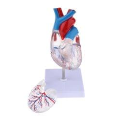Clear Educational Human Heart Anatomical Model with Base, Lifesize, PVC