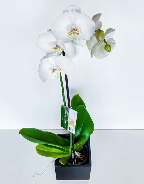 Phalaenopsis Plant in Black Ceramic Vase