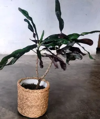 Large Flower Pot