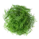 Dill Leaves : 1 Bunch (200gm-250gm)
