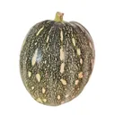 Pumpkin Green : 500 Gm