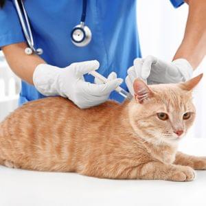 Rabies vaccination for cats