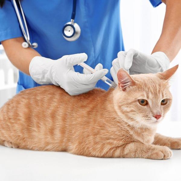 Rabies vaccination for cats